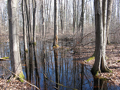 vernal pool