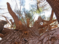 open grown white pine