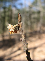 Witch hazel