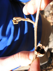Witch hazel