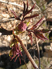 elderberry