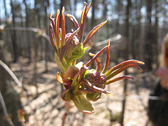 elderberry