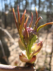 elderberry