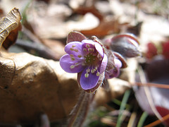 round-lobed hepatica