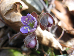 round-lobed hepatica