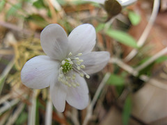 round-lobed hepatica