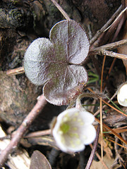 round-lobed hepatica