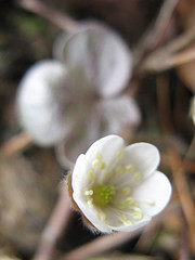 round-lobed hepatica