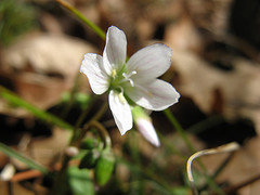 round-lobed hepatica