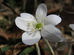 round-lobed hepatica