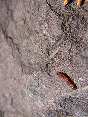 mystery insect