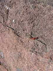 mystery insect