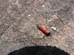 mystery insect