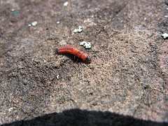 mystery insect