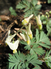 Dutchman's breeches