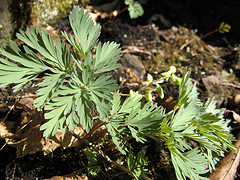 Dutchman's breeches