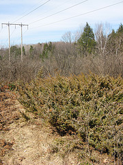 juniper under power line cut, shallow to bedrock soils