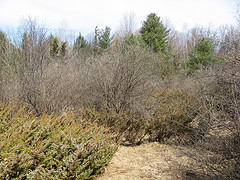juniper under power line cut, shallow to bedrock soils