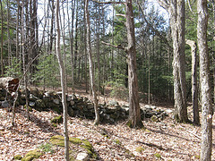 old rock wall and fence row
