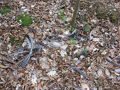 kill site!  Whose feather's are they?