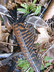 kill site!  Whose feather's are they?