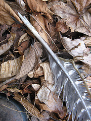 kill site!  Whose feather's are they?