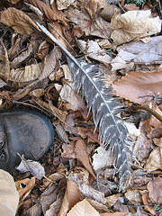 kill site!  Whose feather's are they?