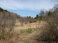Seely Brook alder thicket