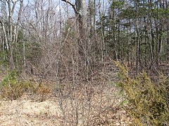 juniper in Seely Brook alder thicket