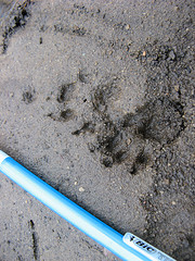 tracks! whose are they?