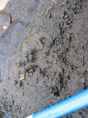 tracks! whose are they?