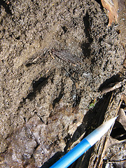 raccoon track in the mud near Porcupine Spring