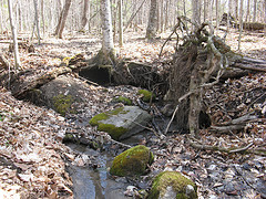 small creek/spring