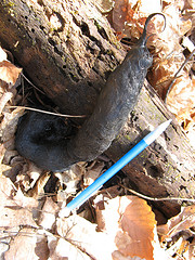 huge scat.  Coyote?