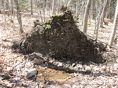 shrinking vernal pool below tip-up