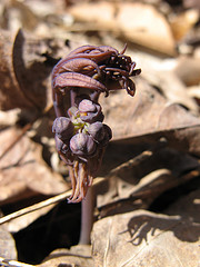 blue cohosh