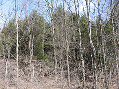 hemlock grove on the north edge of the east field