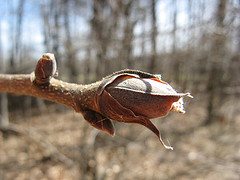 shagbark hickory buds