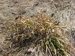 sedge?