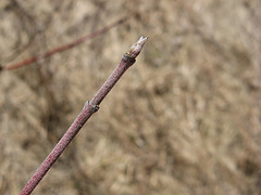 silky dogwood