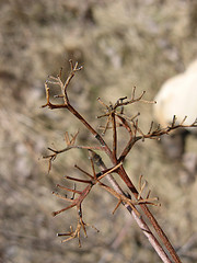 gray dogwood