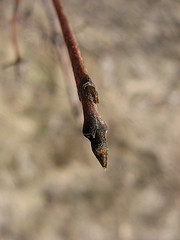 gray dogwood