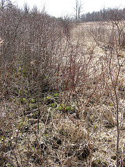 head of the small E-W creek on the Scott Parcel