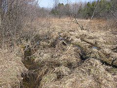 head of the small E-W creek on the Scott Parcel