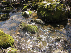 small E-W creek on the Scott Parcel