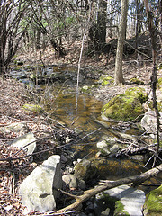 small E-W creek on the Scott Parcel