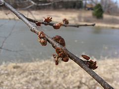 American elm