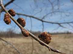 American elm