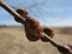 American elm