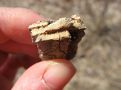 American elm bark